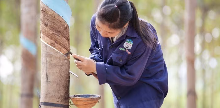 Từ đầu năm 2017 đến tháng 8/2017, Công ty cổ phần Hoàng Anh Gia Lai đã đưa vào khai thác 11.000 hecta cao su được trồng trước năm 2011. Ảnh: HAGL Group.