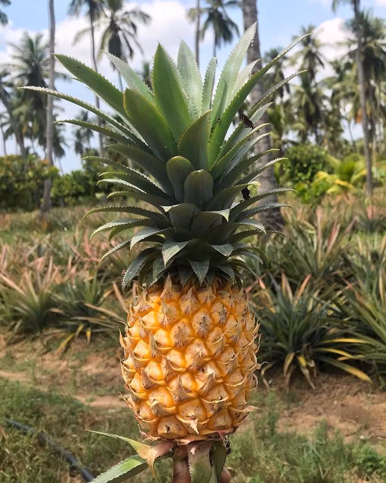 Nedhini còn trồng cả dứa trong vườn nhà.
