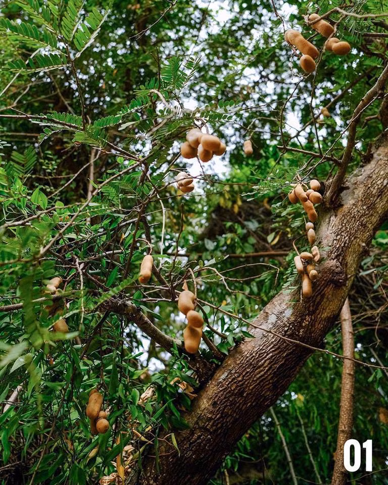 Ngoài cung cấp cho gia đình, vườn rau của Nedhini đã bắt đầu được bán sản phẩm ra bên ngoài.