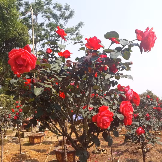 Đặc điểm của giống hồng này là bông to, sai hoa và có màu đỏ đặc trưng. Ảnh: Dân Việt.