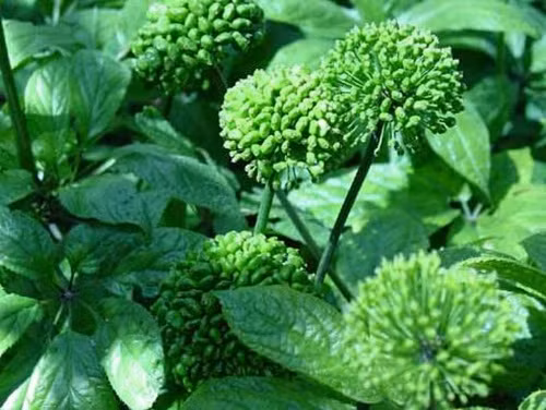 Trên thị trường, nụ hoa tam thất bao tử tươi có giá dao động 600.000-800.000 đồng/kg. Ảnh: Internet.