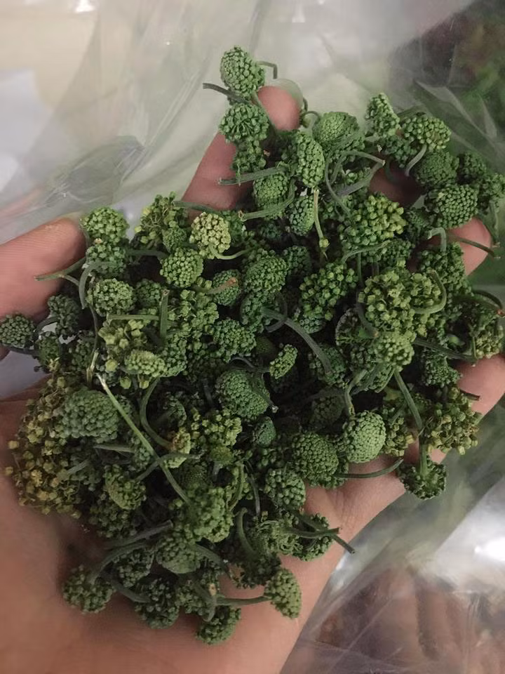 Không phải sơn hào hải vị nhưng nụ hoa tam thất bao tử ở Việt Nam có giá đắt tương đương tôm hùm Mỹ. Ảnh: Thaoduocspa.