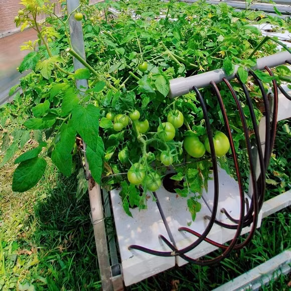 Giàn cà chua sai trĩu quả trông thích mắt.
