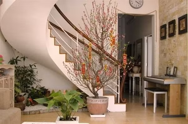 Đặt chậu đào duyên dáng dưới gầm cầu thang cũng khiến cho "góc chết" này thêm sống động, rực rỡ. Ảnh: Giadinhnet.