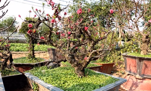 Ở đào Thất thốn, hoa mọc ra cả từ thân và đến cành, cánh hoa nở ra tròn đều như được sắp đặt. Ảnh: Cand.