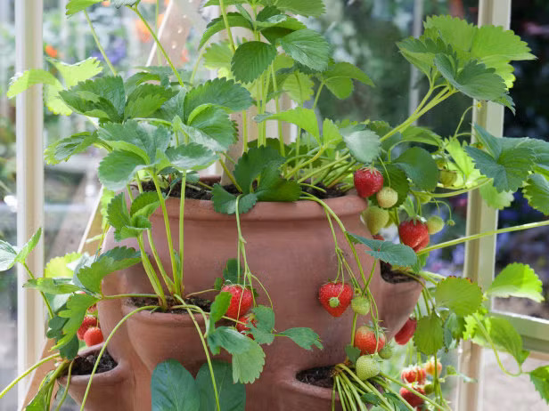 Dâu tây kiểng với cách trồng độc đáo. Ảnh: Self-Sufficient Living.