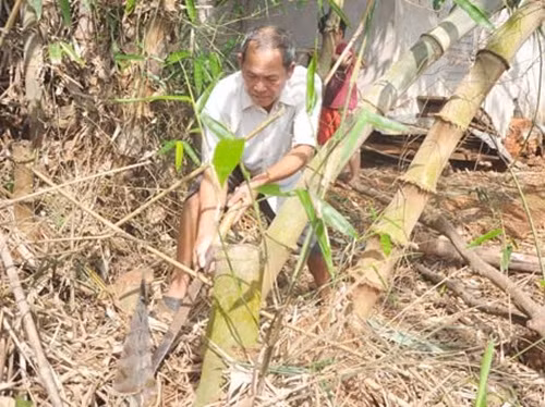 Mô hình trồng tre lấy măng cũng được phát triển tại nhiều xã ơ huyện Thống Nhất (Đồng Nai. Ảnh: Baodongnai.