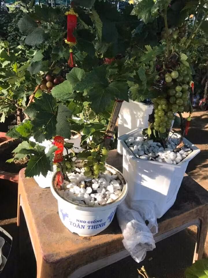 Những chậu nho kiểng dáng thấp, cao từ 50 – 80cm có thể trưng bày ở nhiều vị trí trong nhà. Ảnh: FB Hiếu Em.