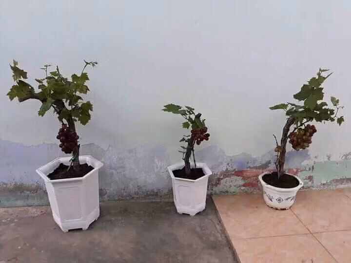Có những chậu nho đỏ chỉ gồm một chùm cũng rất bắt mắt. Ảnh: FB Hiếu Em.