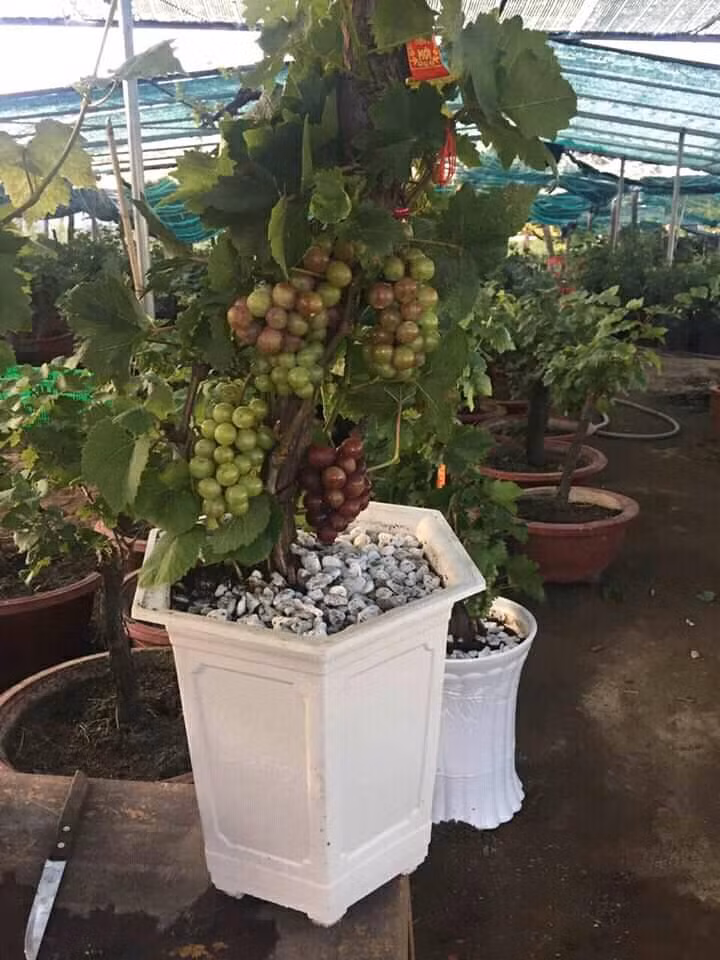 Một gốc nho kiểng có cả nho xanh và nho đỏ. Ảnh: FB Hiếu Em.