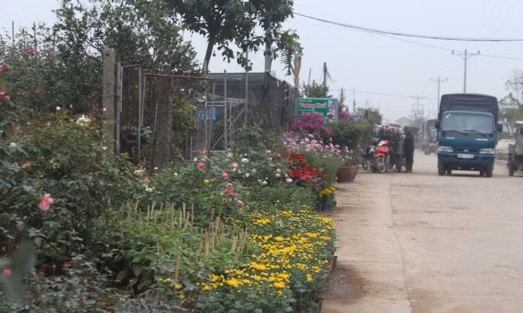 Đủ loại màu sắc của hoa hòa lẫn với dòng người tấp nập mua bán khiến cho không khí của vùng quê vốn tĩnh lặng trở nên nhộn nhịp. Ảnh: Laodongthudo.