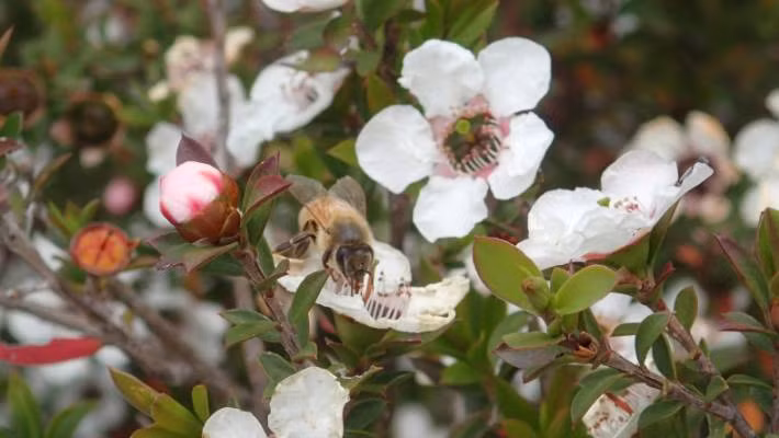 Hơn nữa, bản thân loài hoa Leptospermum scoparium cũng rất hiếm. Thêm nữa việc thu hoạch vô cùng khó khăn vì hoa Manuka chỉ nở trong vòng 12 ngày.