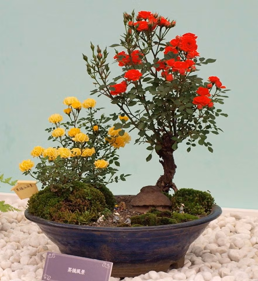 Chậu bonsai hoa hồng tỷ muội Nhật Bản gồm một hồng đỏ và một hồng vàng. Ảnh: FB Dat Nguyen Thanh.