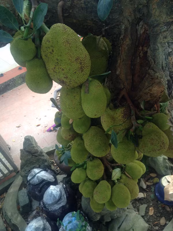 Trước đây, ông Ngọ mua cây mít giá 30 triệu đồng. Nếu tính giá thị trường hiện nay, cây mít của ông Ngọ phải lên tới vài trăm triệu đồng. Ảnh: Vietnamnet.