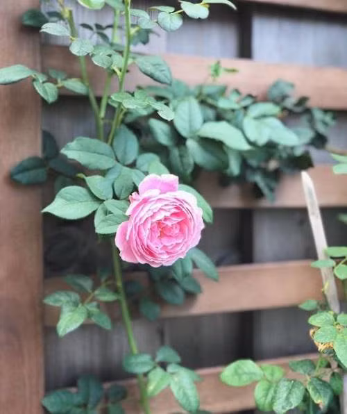 Hồng leo Soeur emmanuelle mang vẻ đẹp kiêu sa mà nhẹ nhàng. Ảnh: Instagram.