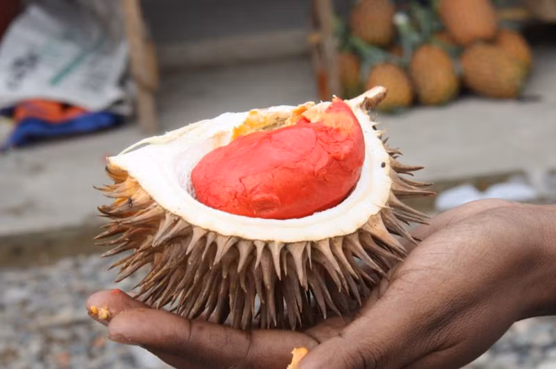 Giống sầu riêng này còn được gọi với cái tên là Sukang hay Tabelak, sinh trưởng hoang dã trong những khu rừng ở Sabah – miền đông Malaysia. Ảnh: Vietnamnet.