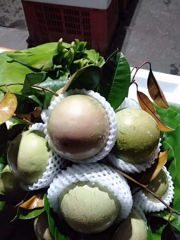Trước khi xuất khẩu sang Mỹ, vú sữa phải được chiếu xạ, bọc từng quả riêng trong túi nilon để tránh lây lan dịch bệnh từ quả này sang quả khác. Ảnh: FB Dương Ngọc Lan.