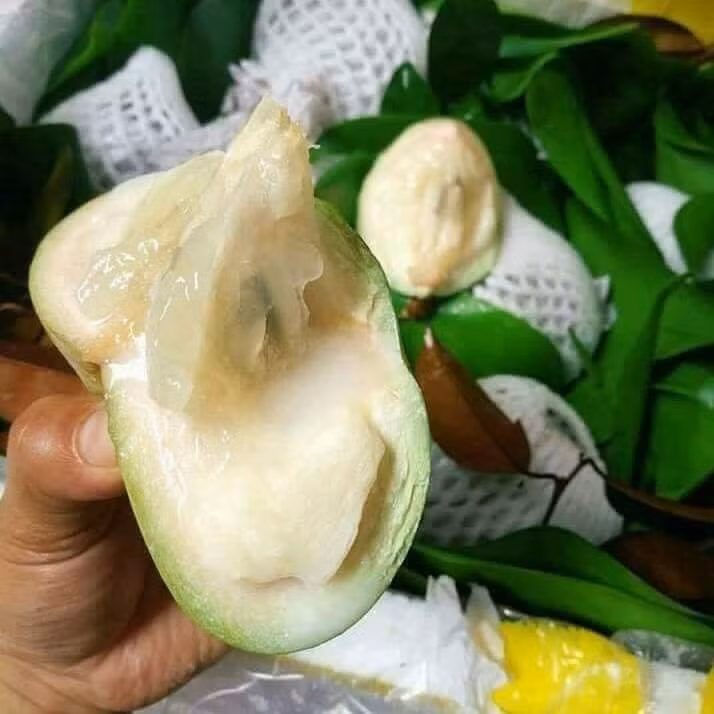 Việt Nam cũng là nước đầu tiên được cấp phép xuất khẩu vú sữa sang thị trường Mỹ. Ảnh: Sach+.