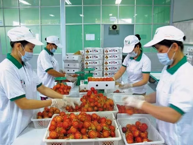 Chỉ cần một trái chôm chôm dính đất, chất bẩn hoặc phát hiện có sâu bọ thì chuyên gia của FDA sẽ hủy lô hàng của doanh nghiệp Việt Nam. Ảnh: Goodprice.