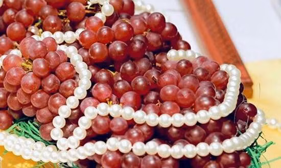 Nho chuỗi ngọc Nhật Bản có gì khác nho ta mà tận 2 triệu đồng/kg? Nho chuoi ngoc Nhat Ban co gi khac nho ta ma tan 2 trieu dong/kg?
