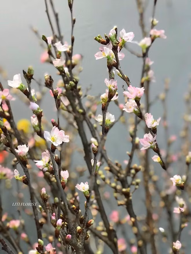 Hơn nữa, anh đào Sakura còn có thể chơi trong thời gian dài 10 - 12 ngày. Ảnh: Facebook.