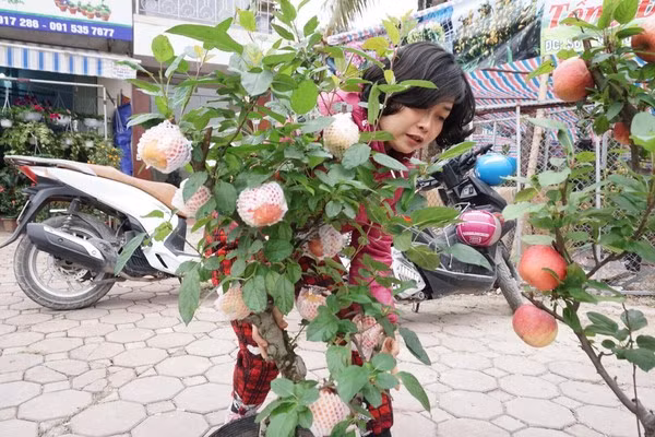 Mỗi cây táo cao chưa đầy 2m nhưng có tới hơn 10 quả mọc ra từ phần gốc cây lên đến ngọn. Ảnh: Saostar.