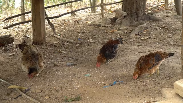 Gà lông ngược vẫn kiếm ăn cùng gà thường nhưng khi ngủ lại thích ngủ trên cao giống gà rừng. Ảnh: Dân Việt.