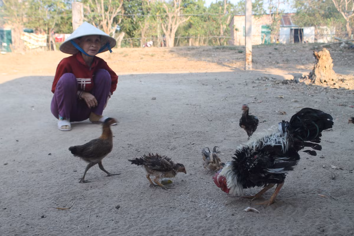 Đặc biệt, giống gà lông ngược có đề kháng cao, ít bệnh tật. Ảnh: Thegioitiepthi.