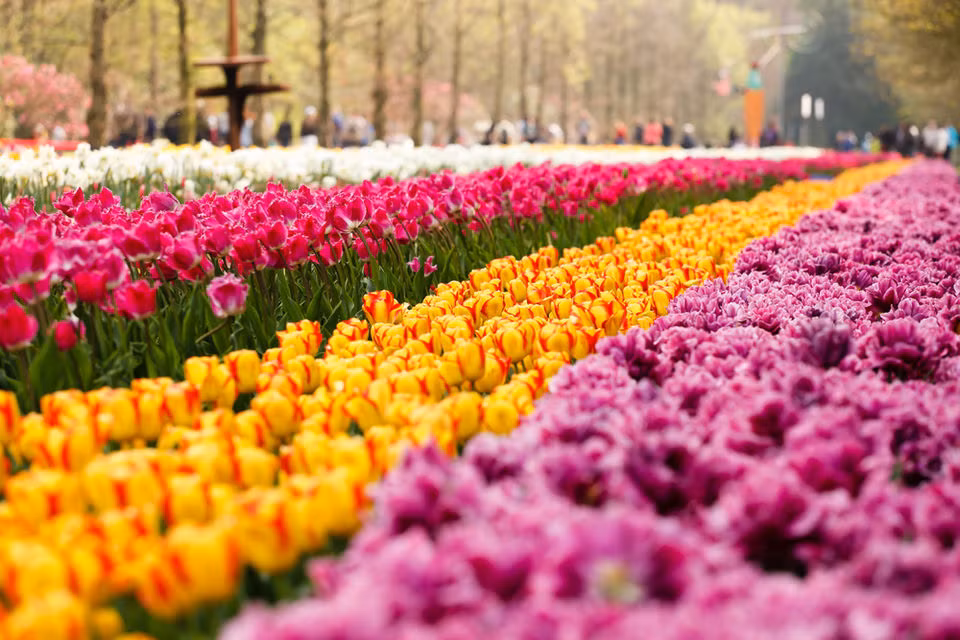 Vườn hoa tulip có 5 khu trưng bày hoa, đặt tên theo các vị vua và nữ hoàng của Hà Lan.