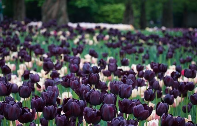 Đặc biệt, trong vườn còn có hoa tulip đen pha chút ánh tím, mang vẻ đẹp huyền bí.