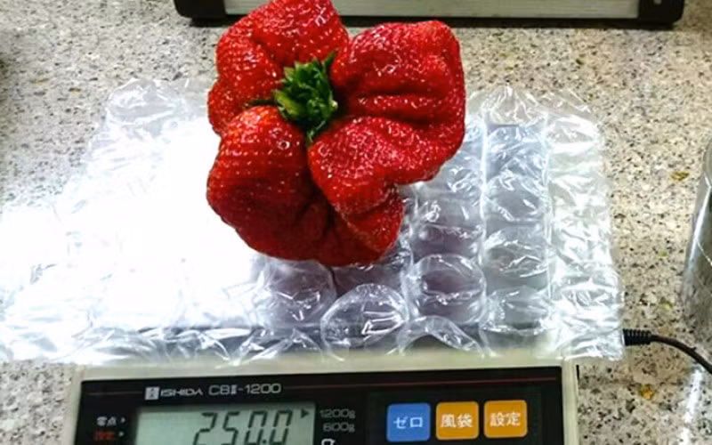 Kích thước loại dâu tây này to gấp nhiều lần loại thông thường (130g/quả) và giá bán 2,5 triệu đồng/hộp 1,5kg. Ảnh: Phunuvietnam.