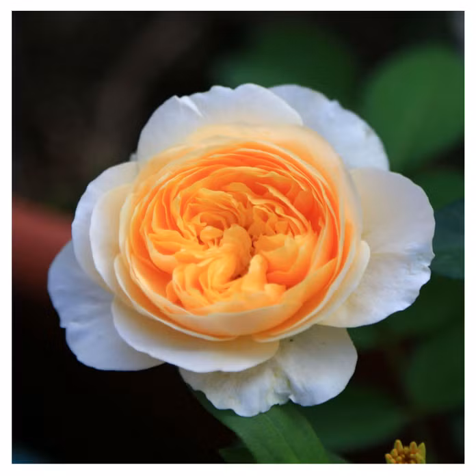 Hồng Juliet có hương thơm ngát, hương thơm ngọt trái cây.