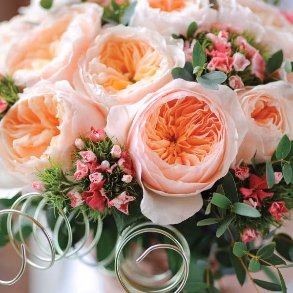 Số lượng cánh hoa có thể lên đến 90 cánh, đường kính hoa khoảng 10-12cm.