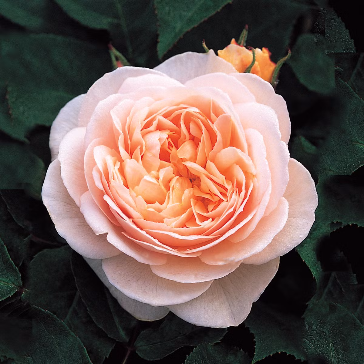 Hồng Juliet được xem là loài hoa hồng đắt nhất trên thế giới. Những bông hoa hồng Juliet lứa đầu thường được bán với giá rất cao, thậm chí có những bó giá tới 15,8 triệu USD (330 tỷ đồng).