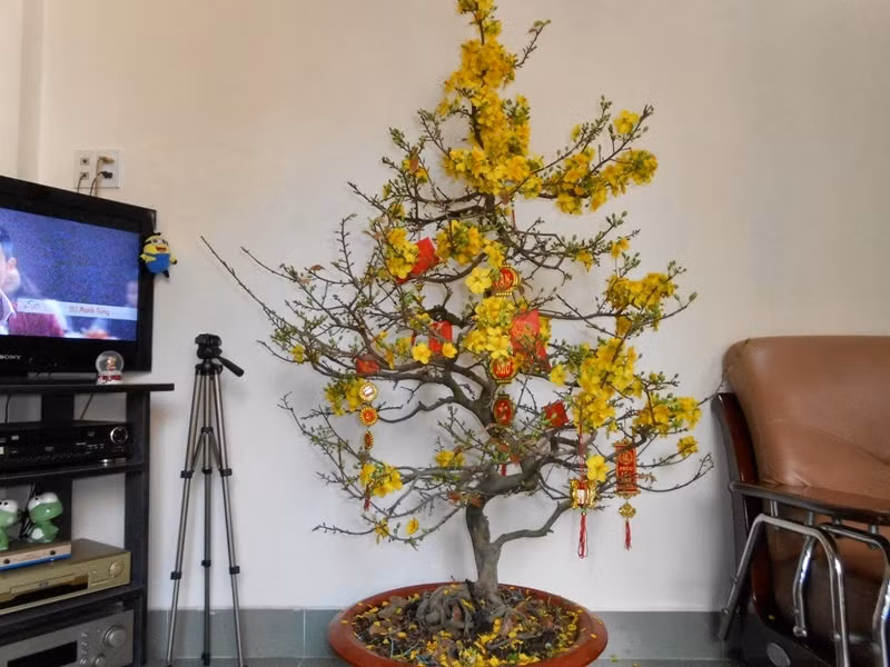 Bạn cũng có thể trang trí lên cây đào, mai hay quất những phong bao lì xì, những dây treo ngộ nghĩnh để góp phần tăng thêm không khí sinh động cho ngày Tết. Ảnh: Holcim.