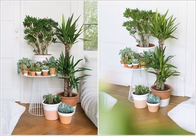 Cây xanh được đặt ở nhiều vị trí khác nhau như ngoài ban công, sân thượng hay khuôn viên quanh nhà...
