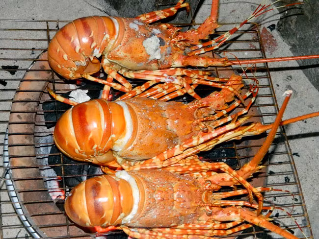 Tuy nhiên, điều quan tâm nằm ở chỗ những con tôm hùm này được bảo quản như thế nào? Từ khi đưa ra khỏi vùng nuôi đến lúc bán cho khách hàng có quá lâu hay không? Ảnh: Villa Hotel.