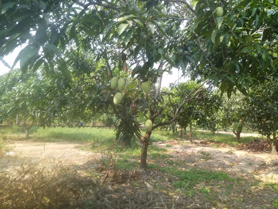 Xoài cát Hòa Lộc Tiền Giang có mùa vụ từ tháng 12 đến tháng 5 âm lịch. Ảnh: FB Thư Nguyễn Thị Anh.