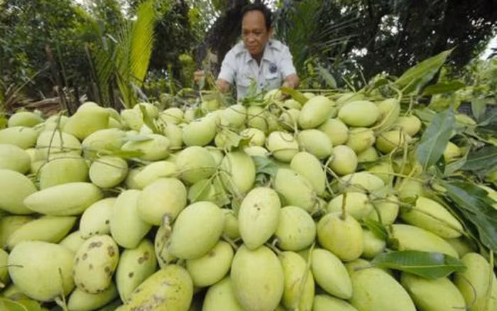 Không chỉ bán trong nước, xoài cát Hòa Lộc còn xuất khẩu ra nhiều quốc gia như Nhật Bản, Nga, Hàn Quốc, Canada...Ảnh: VTV.