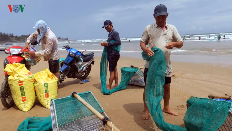 Mỗi người có thể kiếm được gần 1 triệu đồng/ngày khi chằng chằng xuất hiện nhiều./