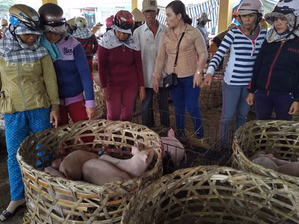 Mỗi lồng có khoảng 7-8 con. Ảnh: Vietnamnet.
