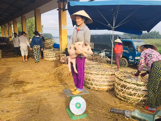 Một điểm đặc biệt tại phiên chợ Heo này là sự xuất hiện của nghề bồng heo. Do heo không đứng yên một chỗ nên người mua thuê thợ bồng heo đứng lên cân, sau khi trừ người ra thì biết cân nặng. Ảnh: Kinhtedothi.