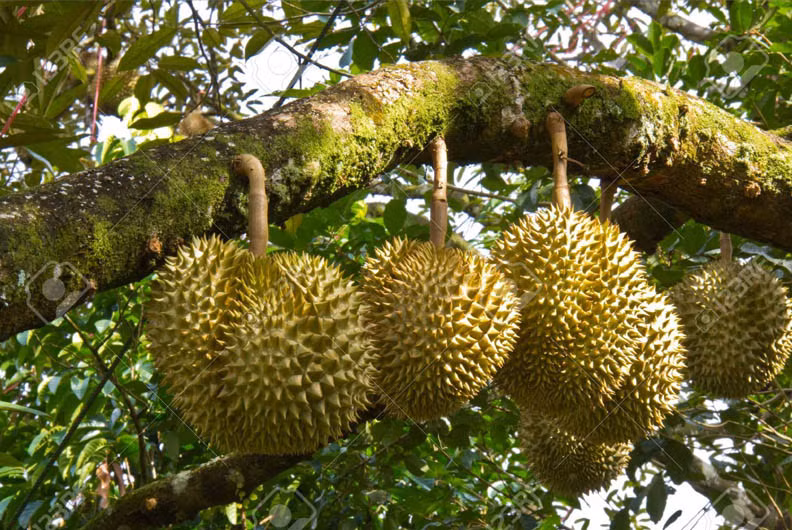 Quả sầu riêng được nhiều người ở Đông Nam Á xem như "vua của các loại trái cây". Đây cũng là loại cây trồng nhiều ở Việt Nam. Ảnh: Internet.
