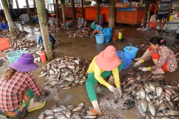 Giá thu mua lần lượt tăng từ 500 đồng/kg lên hơn 10.000 đồng/kg, thậm chí có lúc lên tới 12.000 đồng/kg. Theo người dân, bao nhiêu vảy cá thương lái cũng mua hết. Ảnh: Dân Việt.