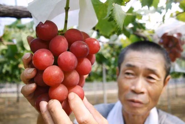 Nho Ruby Romans – 4000 USD (93 triệu đồng)/chùm. Những quả nho Ruby Romans có kích thước bằng 1 quả bóng bàn. Một chùm nho này có giá 4000 USD (93 triệu VND), so với giá chỉ 3 USD (70.000 đồng)/ 1 chùm nho thông thường.
