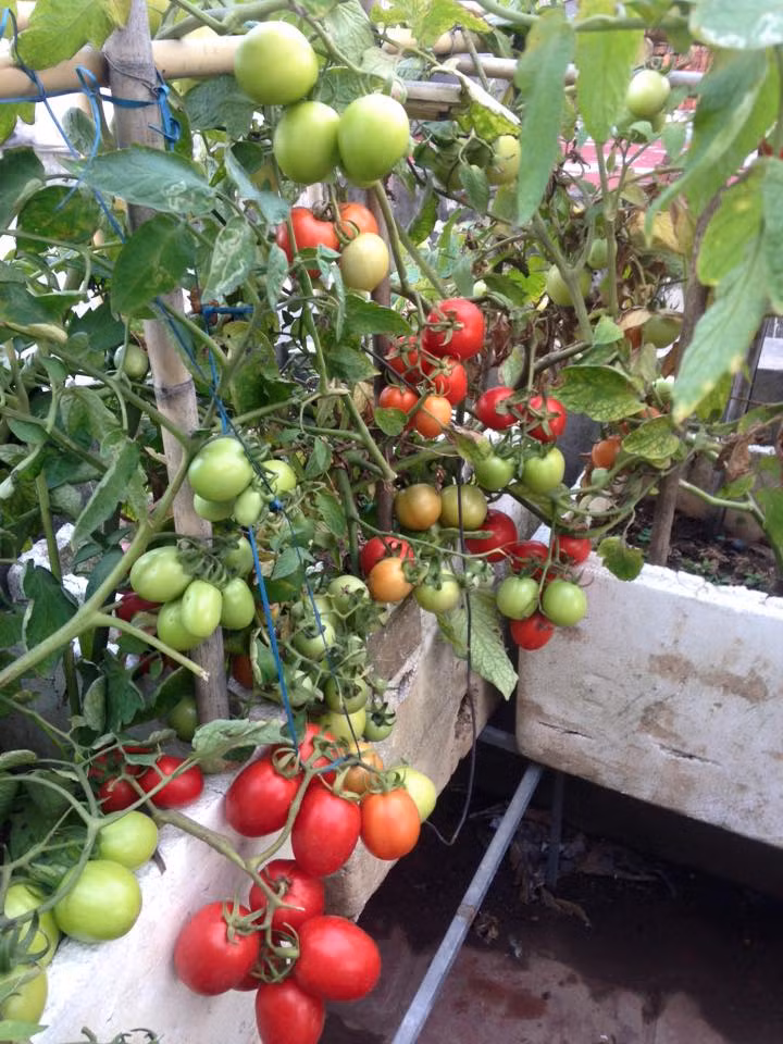 Để có đất trồng cà chua, anh chị đã lấy đất phù sa, đất ruộng mang về đập nhỏ. Ảnh: Nhanongxanh.