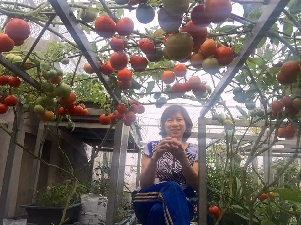 Được biết, chị Nhịp trồng 8 gốc cà chua trên sân thượng. Ảnh: FB Quách Nhịp.