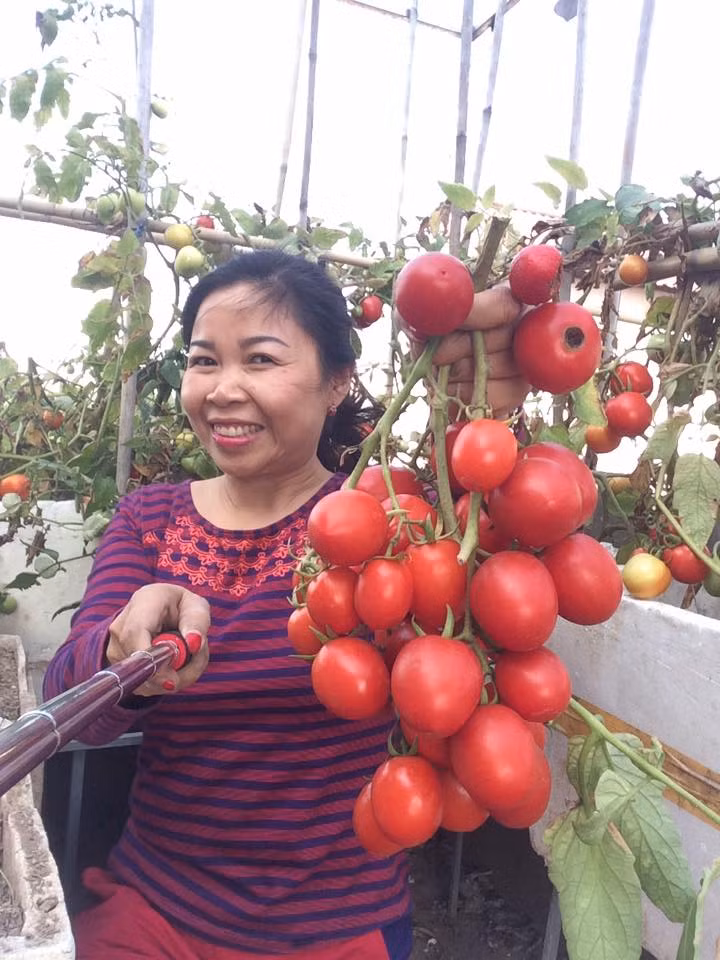 Chia sẻ về bí quyết giúp cà chua sai trĩu quả, chị Minh cho biết cần trồng đúng mùa vụ và chọn được giống tốt. Ảnh: Nhanongxanh.