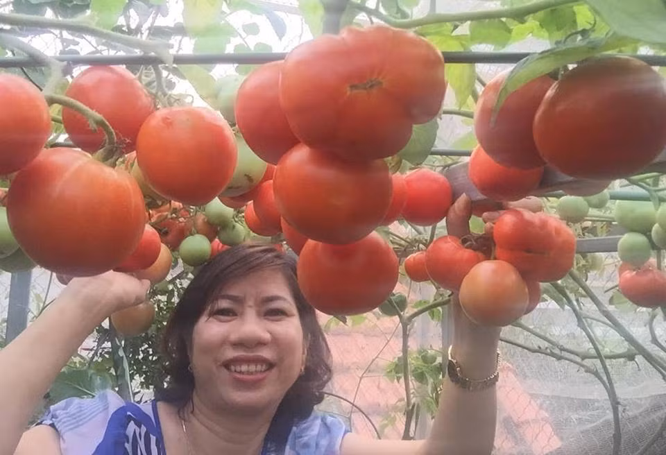 Ngay ngat nhung vuon ca chua triu qua tren san thuong