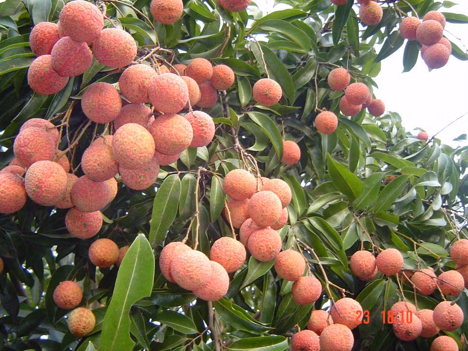 Anh Quyên cho biết, vườn vải nhà anh rộng hơn 1ha. Mỗi năm, anh thu vài trăm triệu đồng từ tiền bán vải thiều. Ảnh: Facebook.